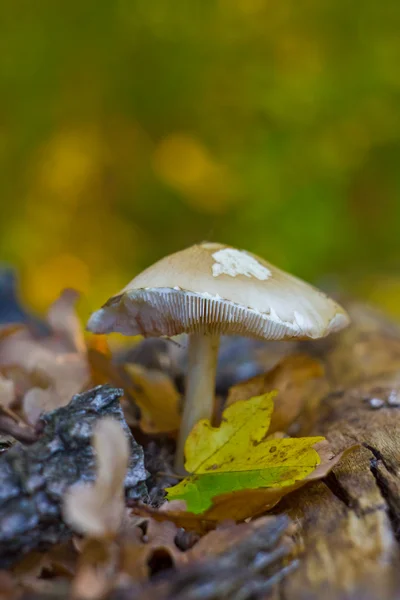 sonbahar yaprak & mantar