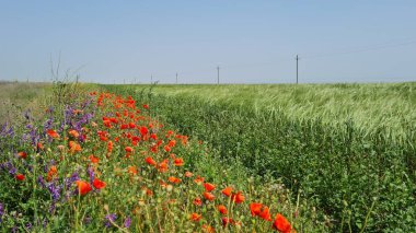 yeşil bitki örtüsü ve çimlerle kaplı gri beton duvar çitleri