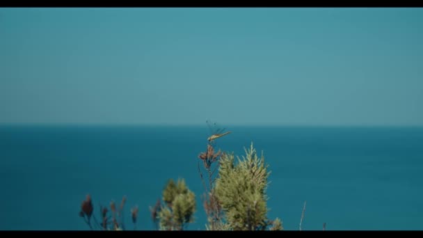 Majestueuze libel op houten tak boven groene vijver in de natuur tijdens zonlicht, 4K — Stockvideo