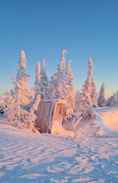 Зимовий пейзаж на гірськолижному курорті Шерегеша в Росії, розташований в горах Шорі, Сибір. Засніжені ялинки на тлі гір.. — стокове фото