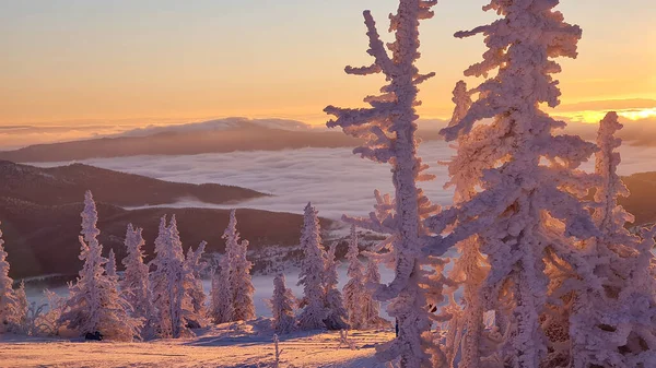 Paisaje invernal en la estación de esquí de Sheregesh en Rusia, ubicada en Mountain Shoriya, Siberia. Abeto cubierto de nieve en el fondo de las montañas. — Foto de Stock