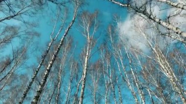 Güzel bahar huş ağacı ormanı rüzgarın altında ve bulutlar mavi gökyüzünde hareket ediyor.