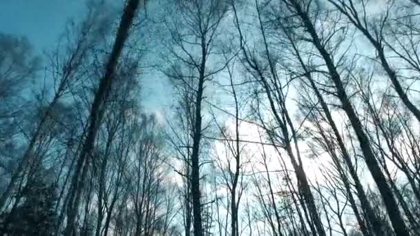 Прекрасний весняний березовий ліс у вітрі знизу і хмари руху на блакитному небі — стокове відео