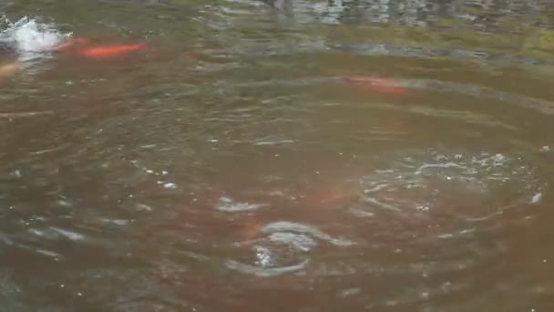 Кормление многих рыб тилапии в пруду. — стоковое видео