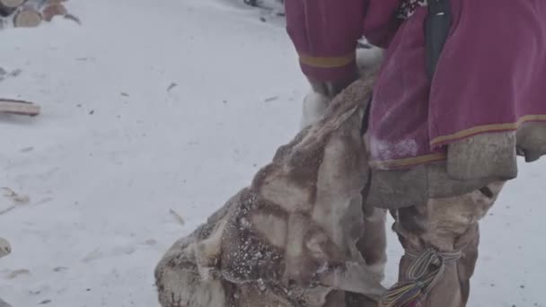 Daleko Północ Yamal Tundra Mieszkańcy Dalekiej Północy Swoich Domach Koncepcja — Wideo stockowe