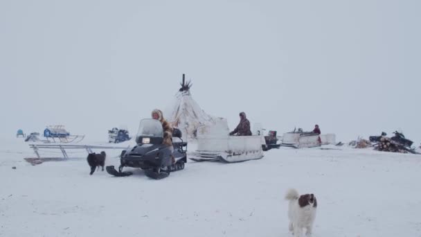 Muy Norte Yamal Tundra Los Residentes Del Extremo Norte Están — Vídeos de Stock