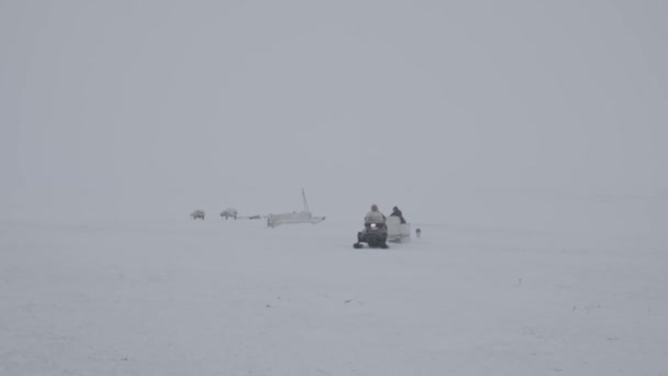 Abitante Della Tundra Pascola Suo Branco Cervi — Video Stock