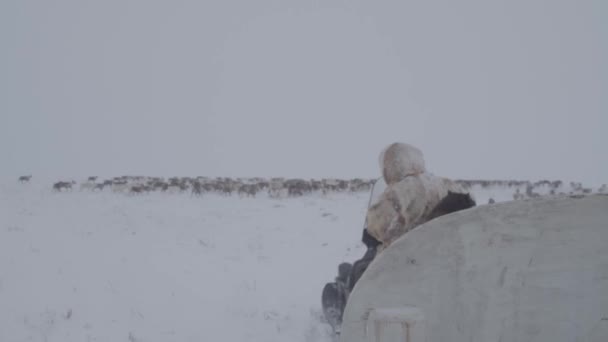 冻土带的居民正在吃鹿群的肉 — 图库视频影像