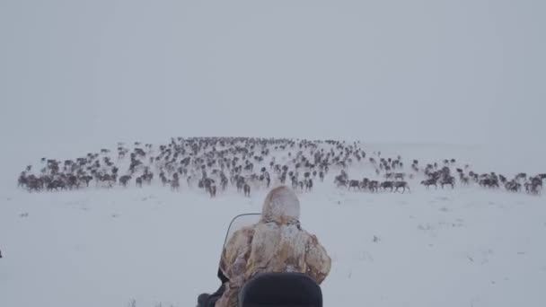 Ein Bewohner Der Tundra Weidet Seine Rotwildherde — Stockvideo