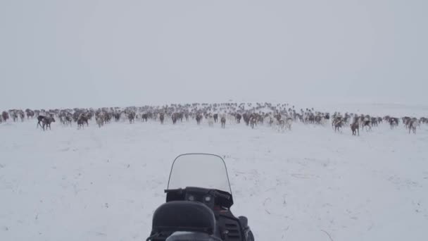 ツンドラの住民は彼の鹿の群れをつかむ — ストック動画