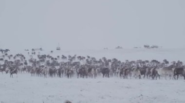 Tundrada ren geyiği. Sürü kış tundrasında ekilir..