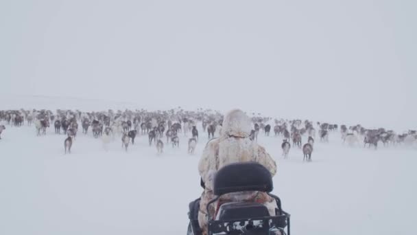 Ein Bewohner Der Tundra Weidet Seine Rotwildherde — Stockvideo