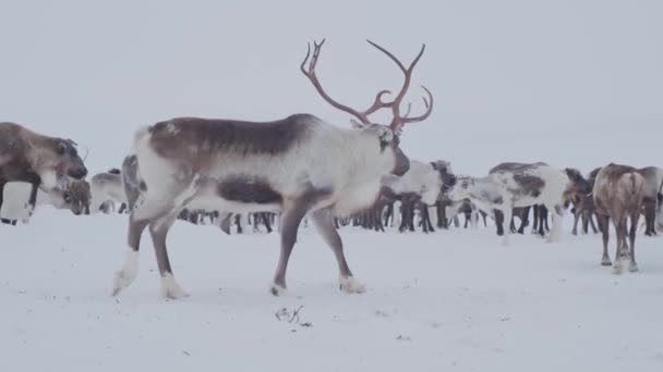 Rentiere Der Tundra Die Herde Wird Der Wintertundra Ausgesät — Stockvideo