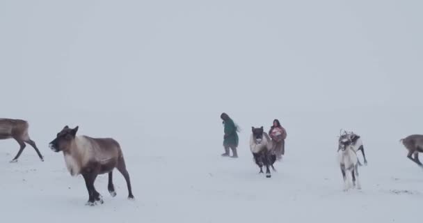 Rentiere Der Tundra Die Herde Wird Der Wintertundra Ausgesät — Stockvideo