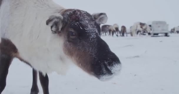 Rénszarvas Tundrán Csordát Téli Tundrán Vetik — Stock videók