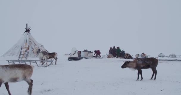 Långt Norr Yamal Tundra Bor Nordborna Sina Hem Begreppet Liv — Stockvideo