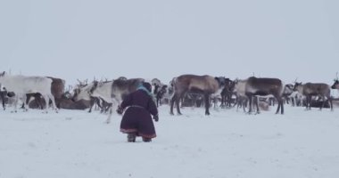 Kuzeyli bir çocuk geyiklerle oynuyor.