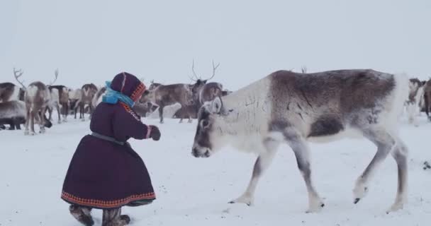 Ett Barn Från Norr Leker Med Rådjur — Stockvideo