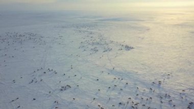 Arktik Alaska 'da kış boyunca Tundra' da otlayan Karibu Hava Aracı Görüntüsü.