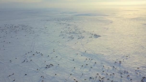 Aerial Drone Footage Caribou Grazing Tundra Arctic Alaska Winter — Stock Video