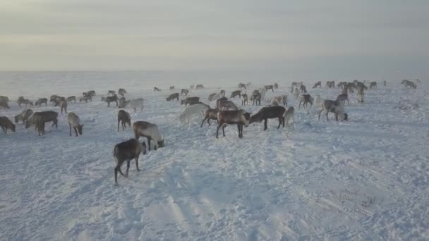 Εναέρια Κηφήνας Πλάνα Της Caribou Βόσκηση Στην Τούνδρα Στην Αρκτική — Αρχείο Βίντεο