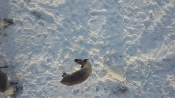 Εναέρια Κηφήνας Πλάνα Της Caribou Βόσκηση Στην Τούνδρα Στην Αρκτική — Αρχείο Βίντεο