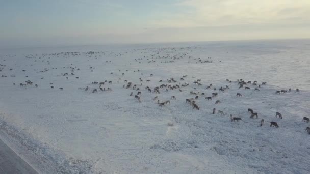 Luchtfoto Drone Beelden Van Caribou Grazen Toendra Arctic Alaska Tijdens — Stockvideo