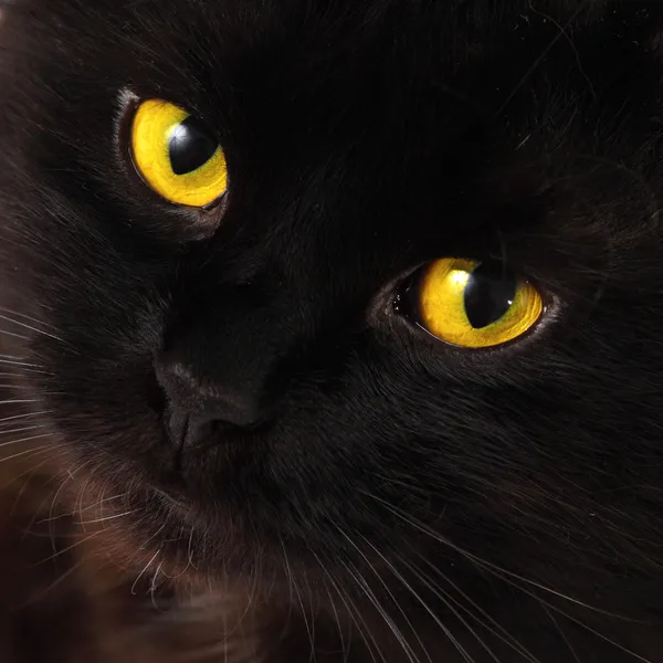 Gato negro mirándote con ojos amarillos brillantes Imagen de stock