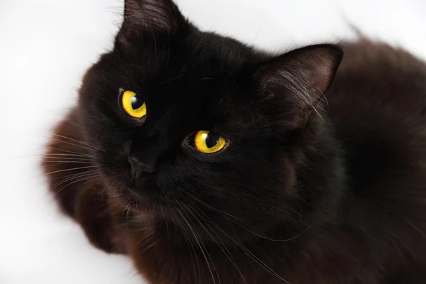 Black cat looking to you with bright yellow eyes — Stock Photo, Image