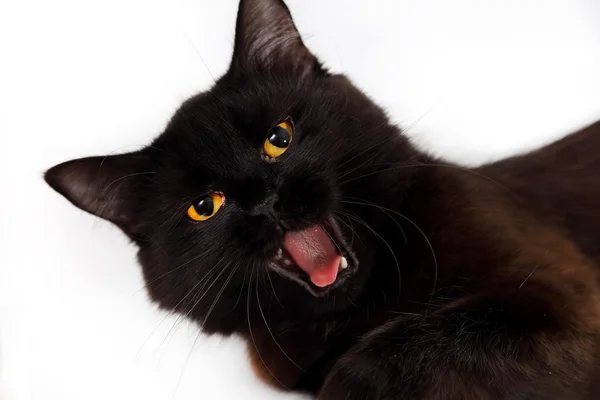 Angry black cat laying down on white background — Stock Photo, Image