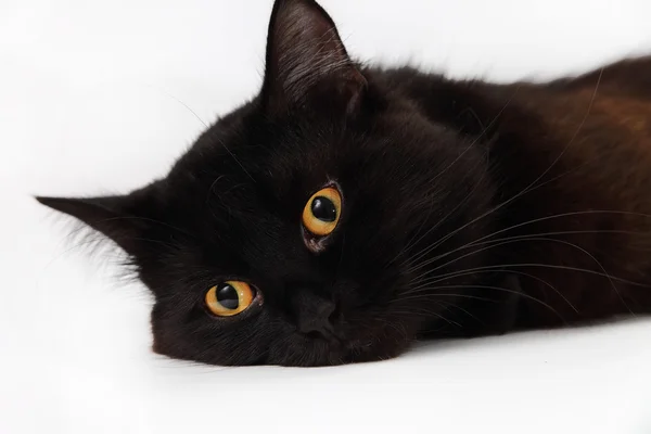 Black cat laying down on white background — Stock Photo, Image