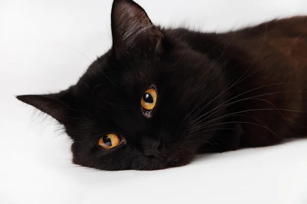 Black cat laying down on white background — Stock Photo, Image