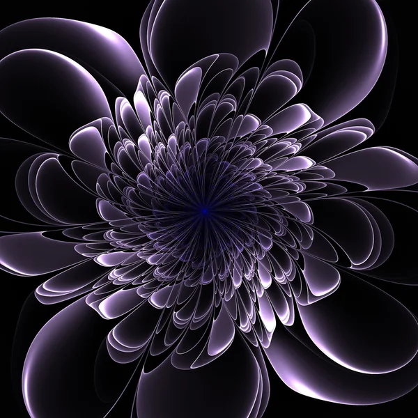 Krásný fialový květ na černém pozadí. — Stock fotografie
