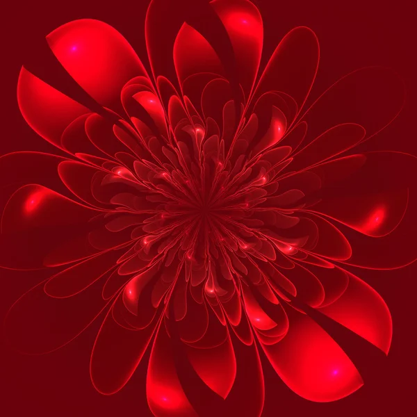 Krásná svěží červený květ na červeném pozadí. — Stock fotografie