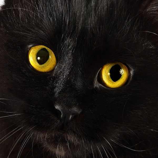 Schwarze Katze schaut dich mit leuchtend gelben Augen an — Stockfoto