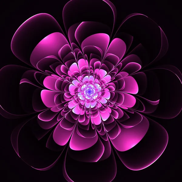 Beautiful purple flower on black background. — Stock Photo, Image