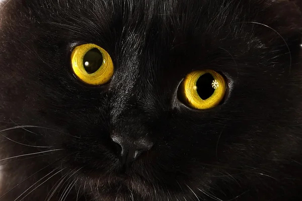 Black cat looking to you with bright yellow eyes — Stock Photo, Image