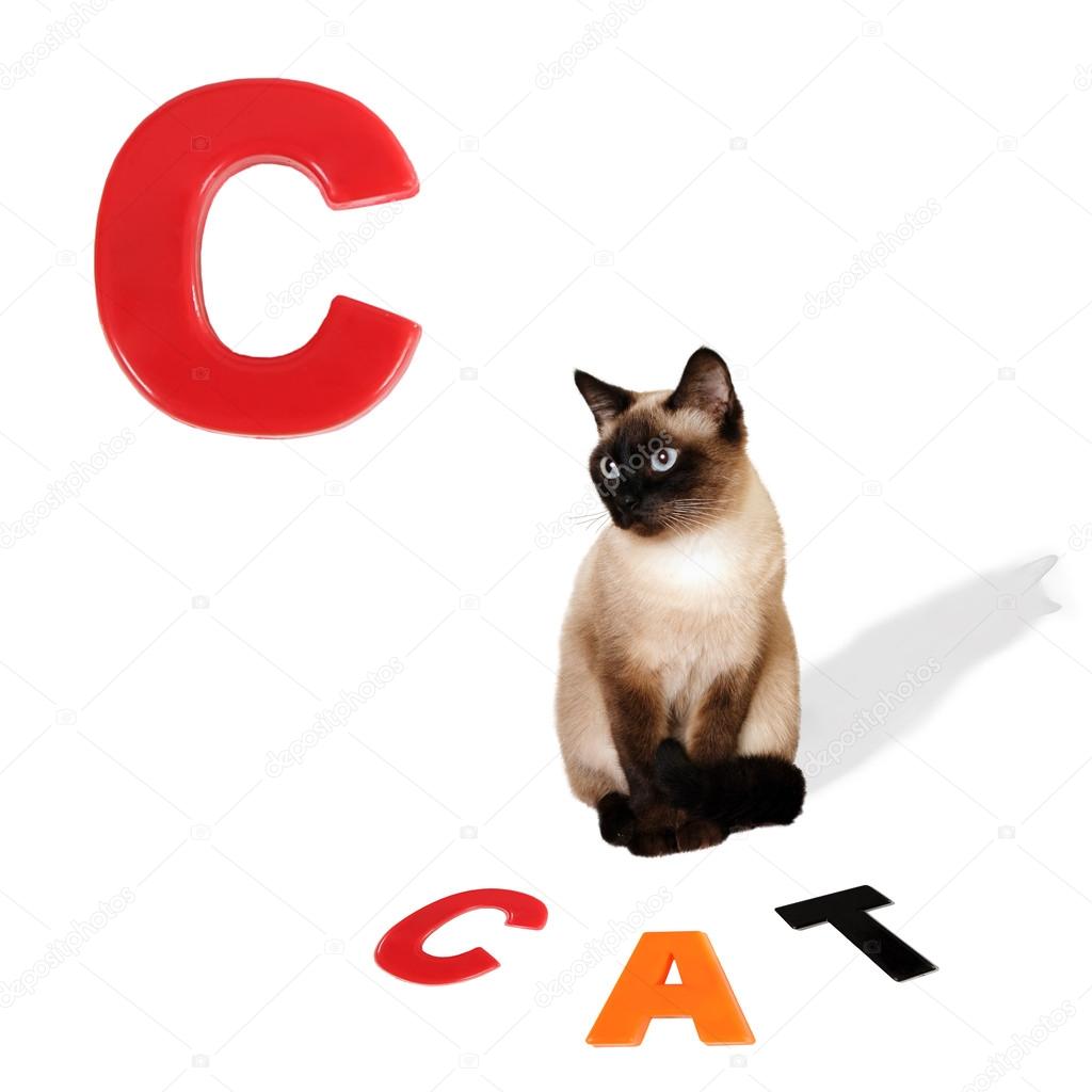 Illustrated alphabet letter C and cat.