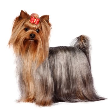 Yorkshire terrier portre beyaz zemin üzerine.