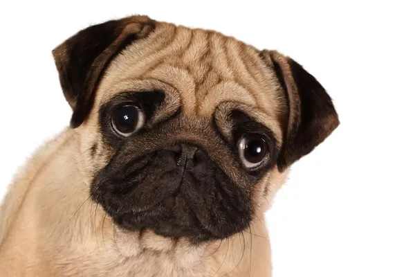 Pug looking to you isolated on a white background — Stock Photo, Image
