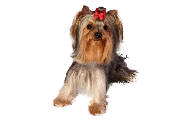 Yorkshire terrier portret na tle. — Zdjęcie stockowe