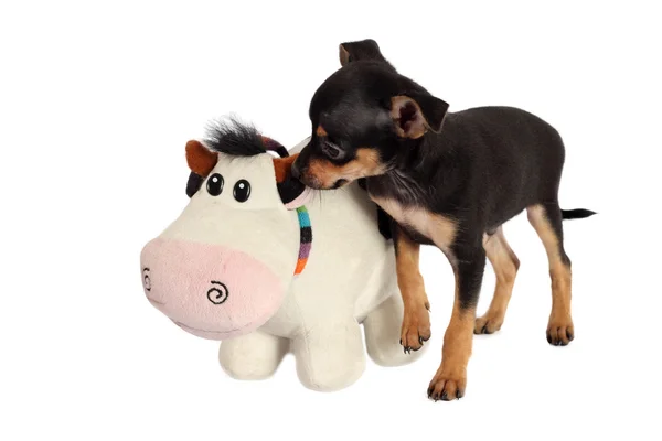 Toy-terrier puppy with toy isolated on white background — Stock Photo, Image