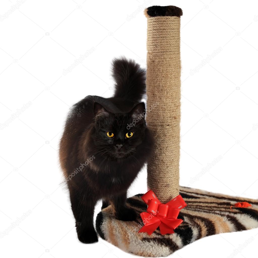 black cat scratch post