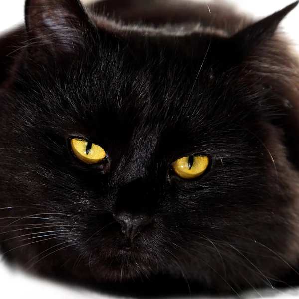 Schwarze Katze schaut dich mit leuchtend gelben Augen an — Stockfoto