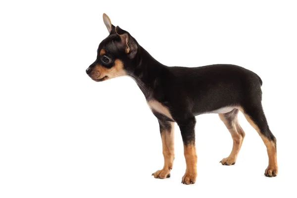 Toy-Terrier Welpe isoliert auf weißem Hintergrund — Stockfoto