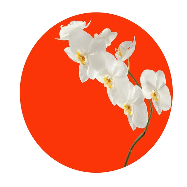 Orchideenzweig im roten Kreis. — Stockfoto