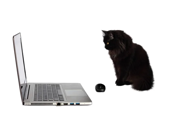 Black cat looking at laptop. — Stock Photo, Image
