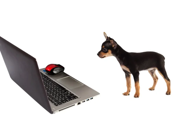 Cachorrinho de cachorro na frente de um laptop isolado no fundo branco — Fotografia de Stock