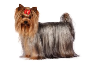 Yorkshire terrier portre beyaz zemin üzerine.