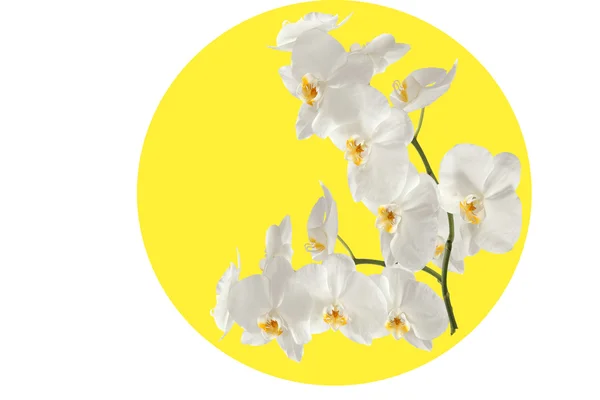 Orchideenzweig im gelben Kreis. — Stockfoto